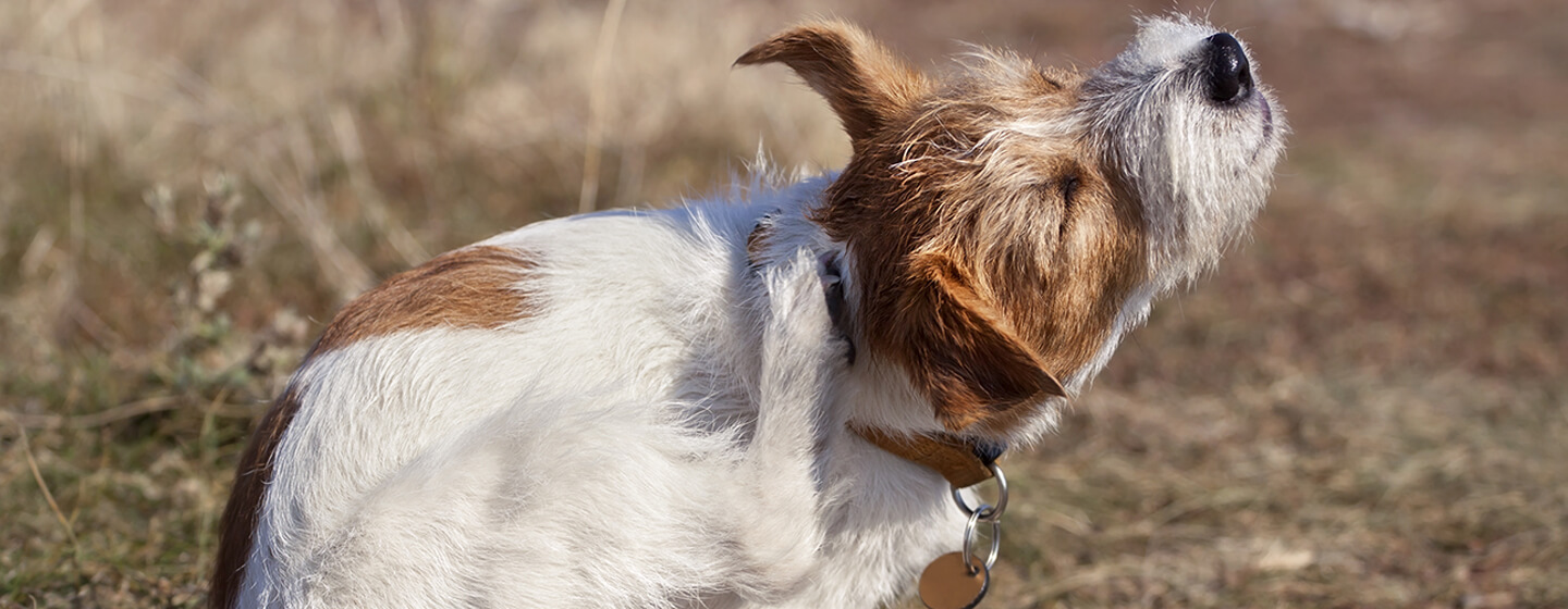 Purina flea collar sales